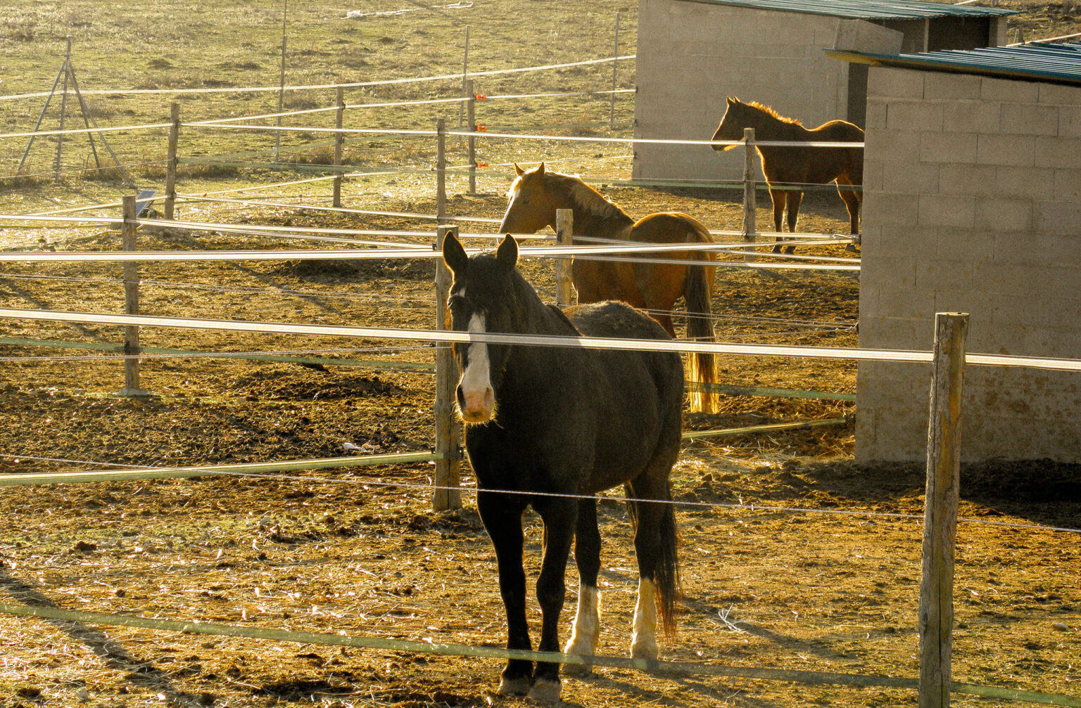 STUNT RANCH 5
